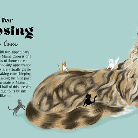 Catphabet : A Cat Alphabet