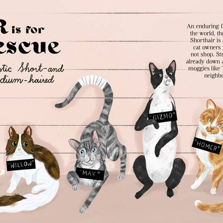 Catphabet : A Cat Alphabet